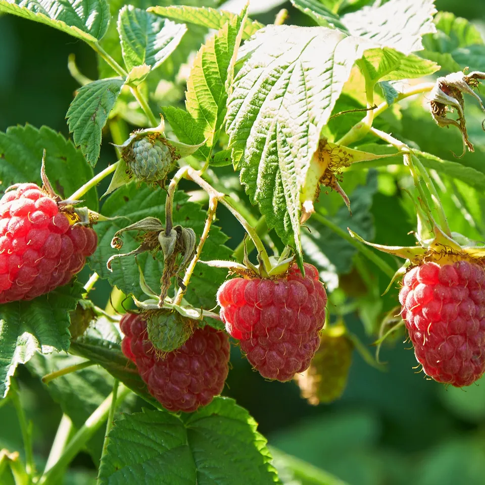 Bakker Fruitiers Framboisier Marastar MA29-20 pot 2L sans épines