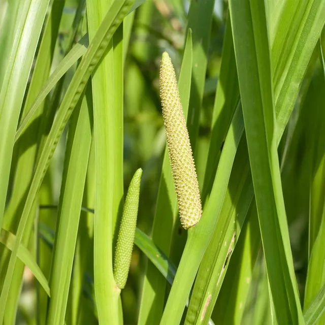 Bakker Acore odorant pot Ø 9cm plante de bassin