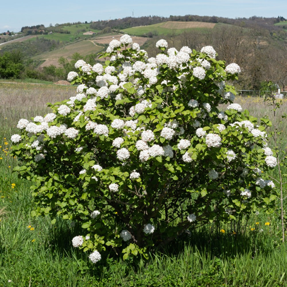 Bakker Viorne de Carle arbuste parfumé pot 3L 50-60cm
