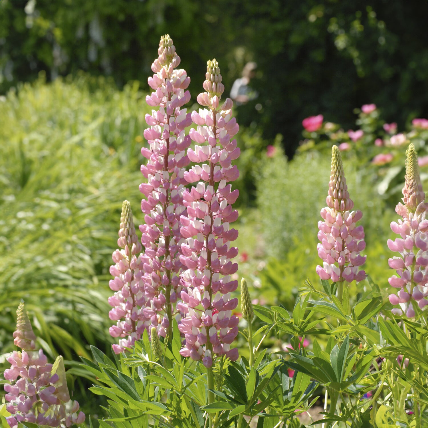 Bakker Lupin La Chateleine vivace pot 9cm rose