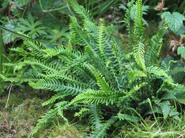 Blechnum spicant fougère persistante pot 1 litre vert foncé