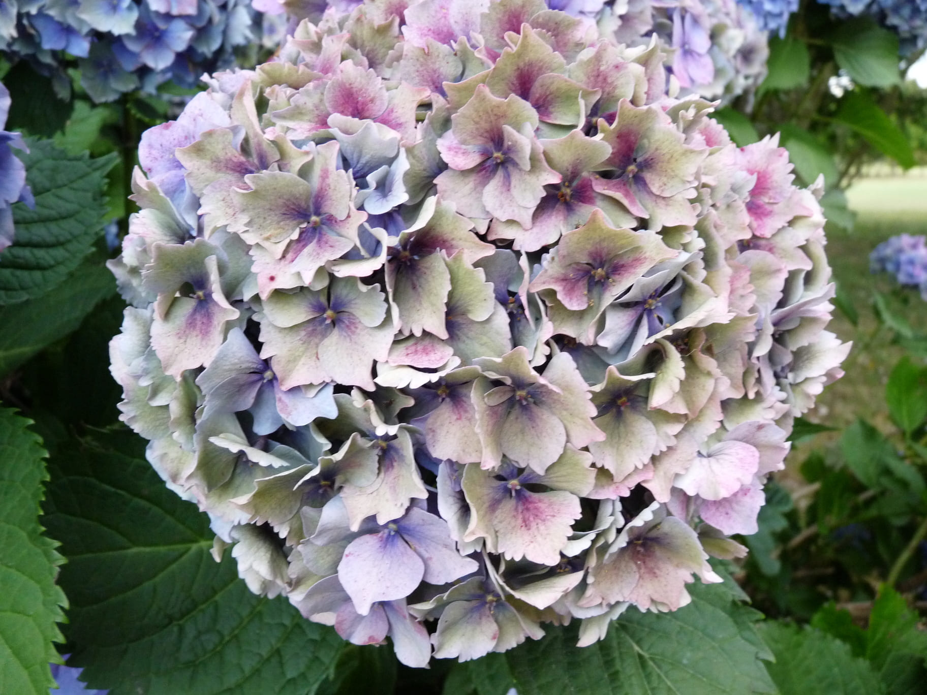 Les Hortensias du Haut Bois Atlantica hortensia fleurs rondes jardin
