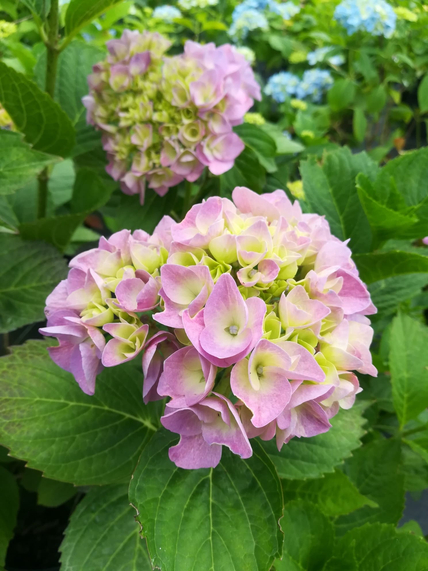 Les Hortensias du Haut Bois Botanique du Japon hortensia fleurs rondes godet