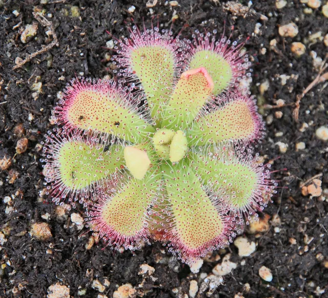 Carniflore Drosera cuneifolia plante carnivore pot 9x9cm rosette