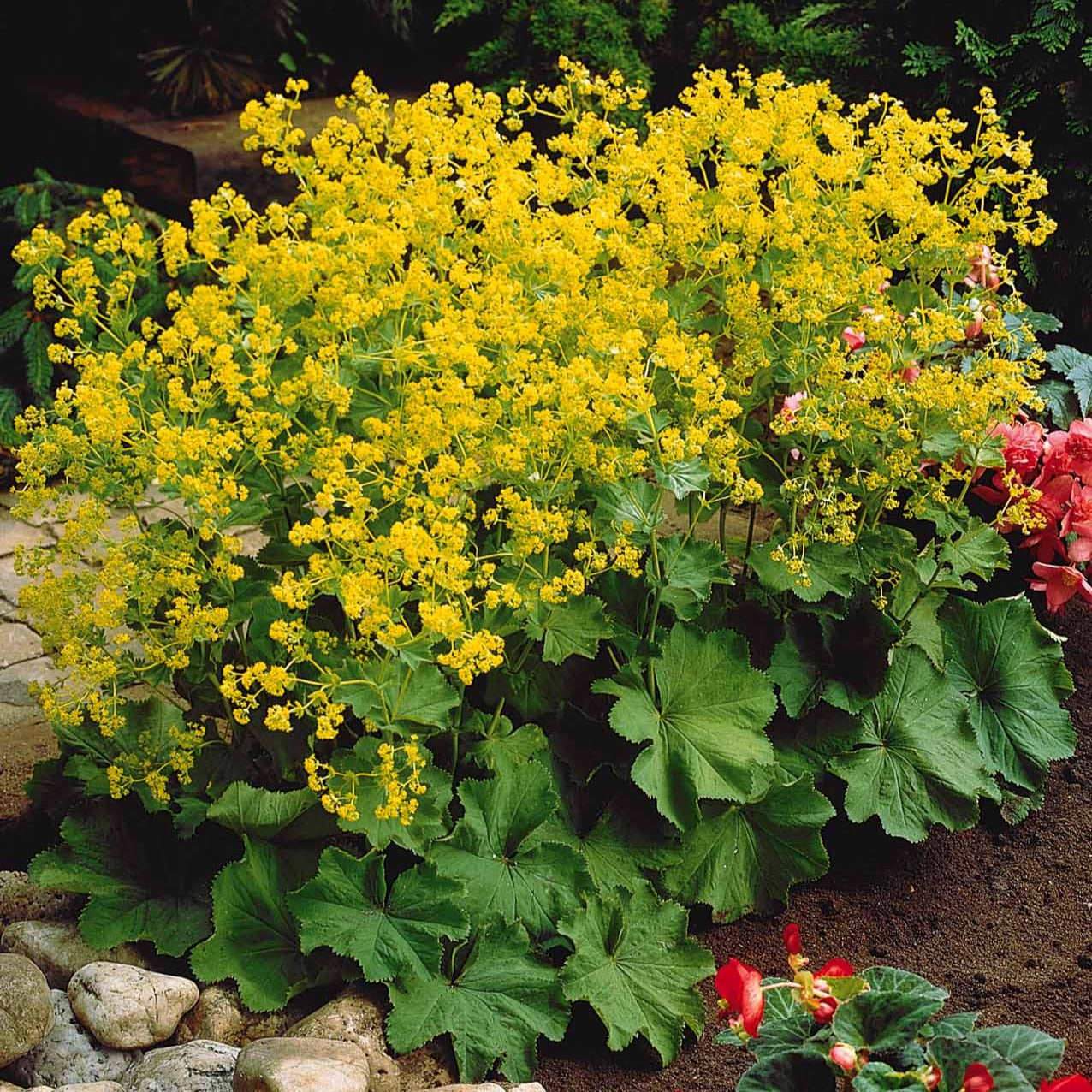Bakker Alchemille mollis vivace jaune lot 3 racines nues