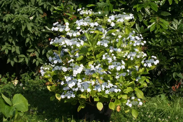 Hydrangea macrophylla Hanabi hortensia fleurs plates blanc