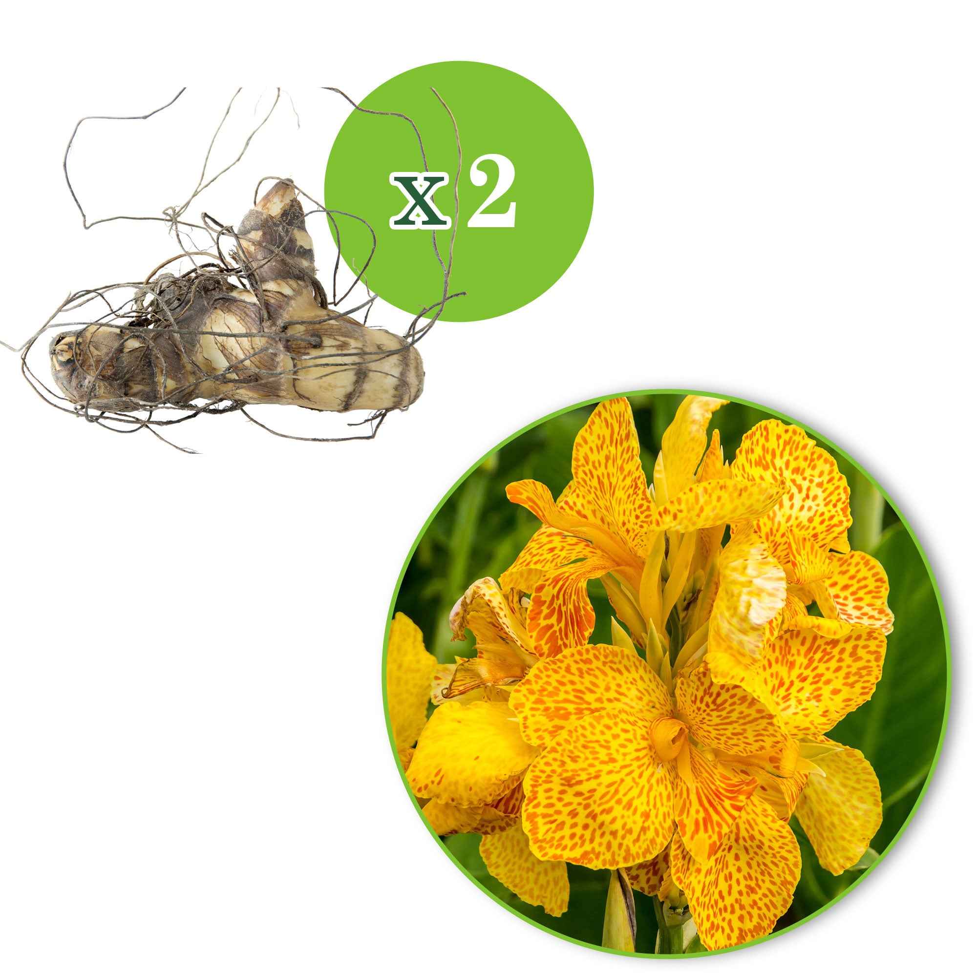 Bakker Canna Tropical Yellow bulbe jaune sachet 2 cal. I