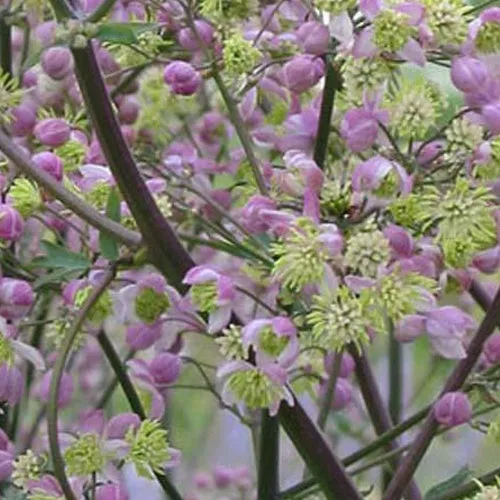 Bakker Pigamon Elin plante vivace pot Ø 9cm fleurs violettes