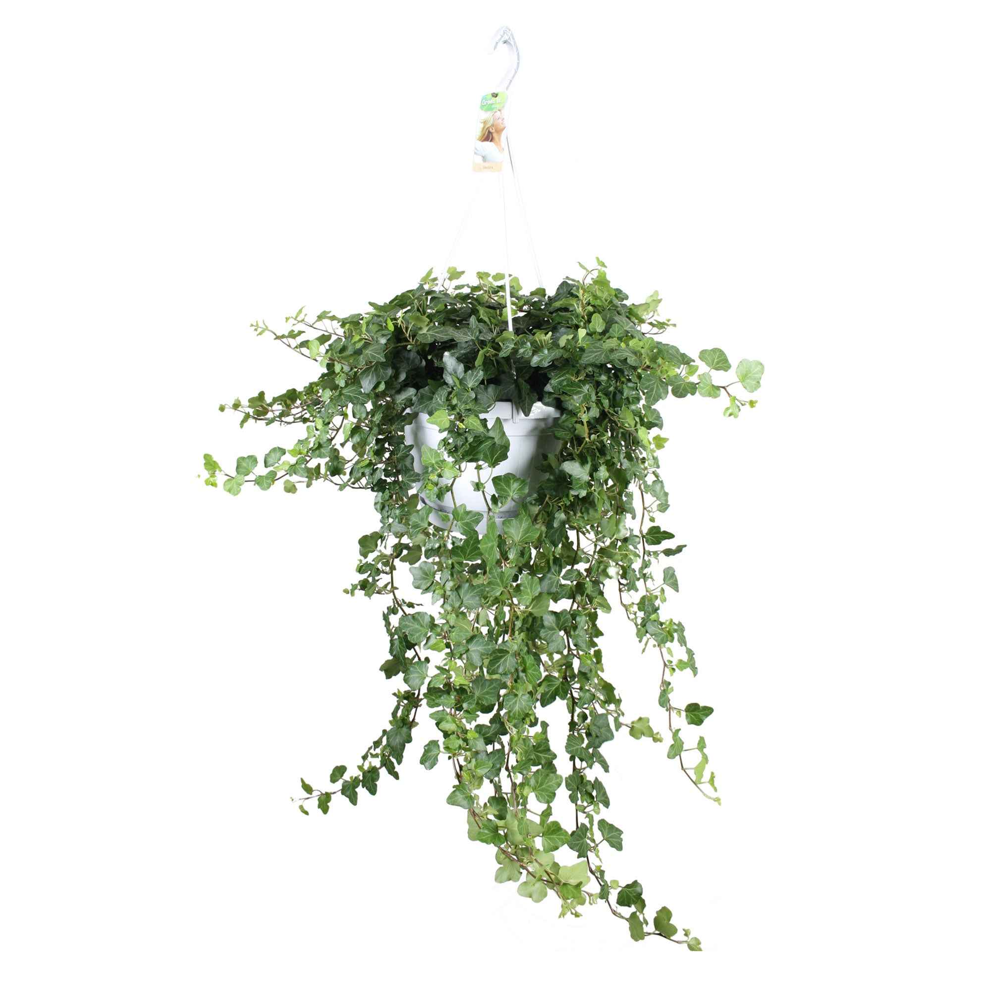 Bakker Lierre Hedera Wonder plante suspendue pot 13cm
