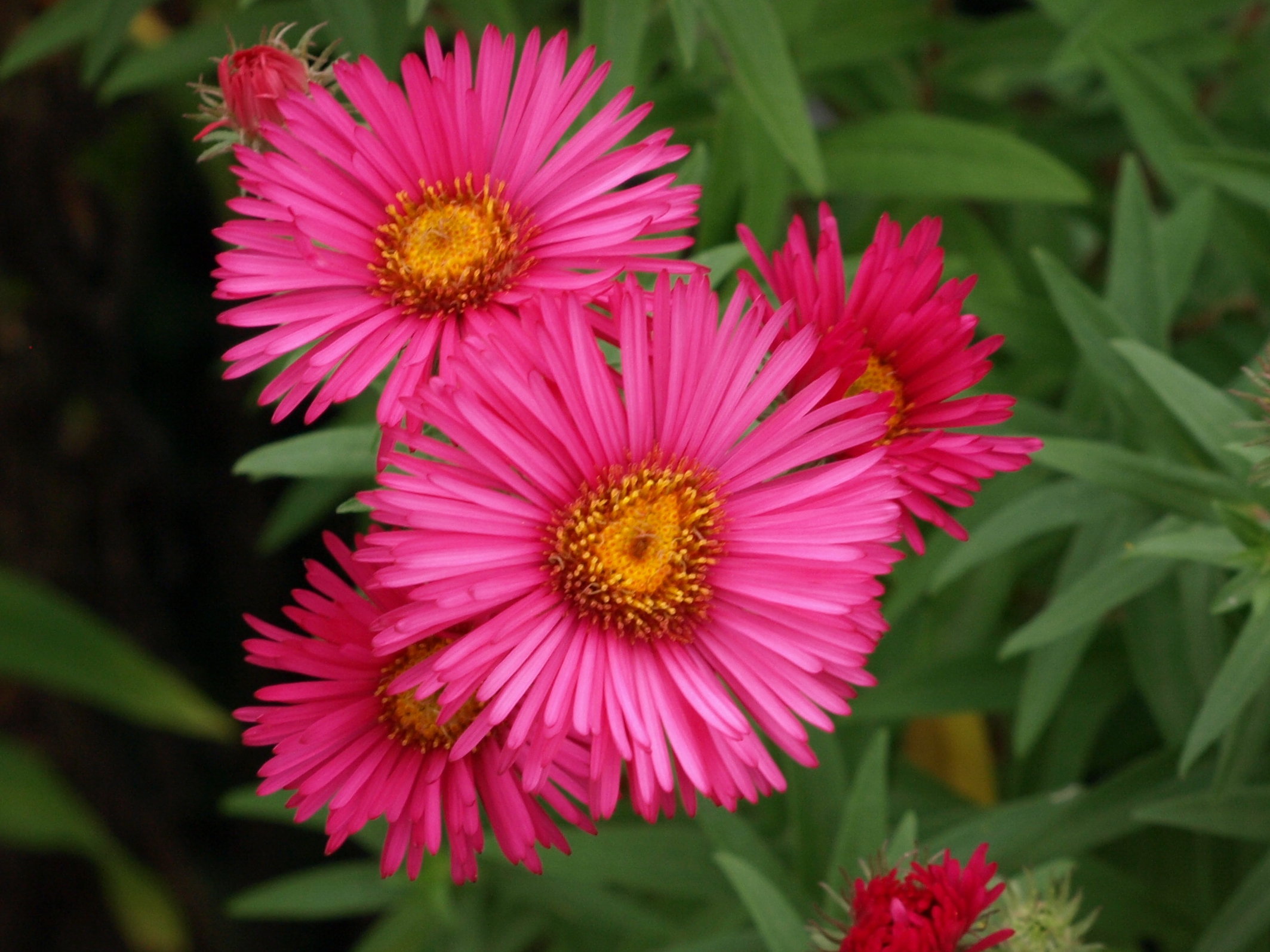 Passion Vivaces Aster novae-angliae Andenken an Alma Pötschke godet