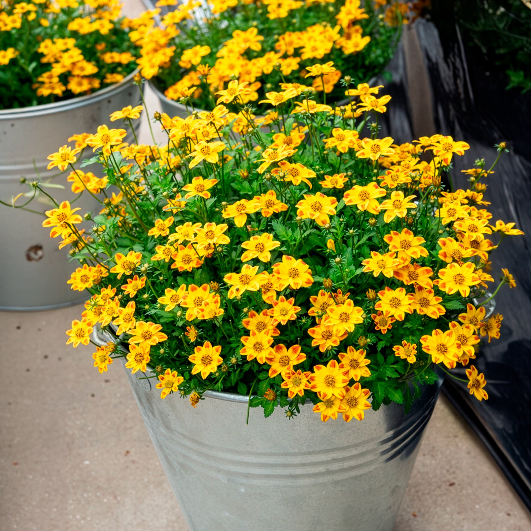 Bakker Bidens rouge orange vivace 3 pots retombante