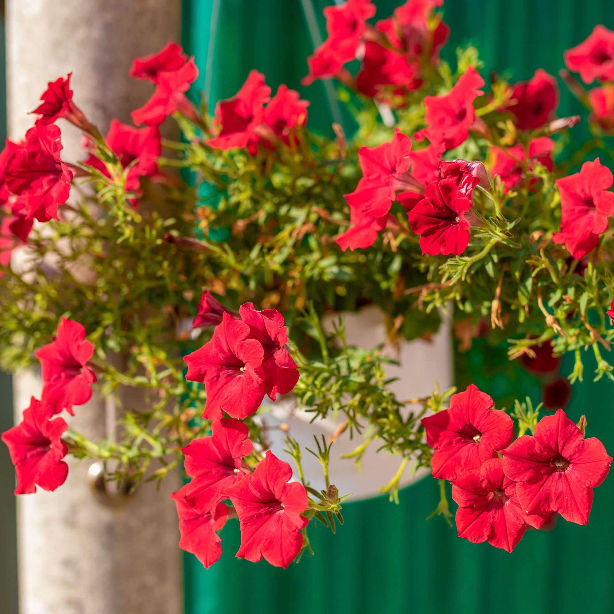 Bakker Surfinia rouge pétunia retombant Ø10.5cm