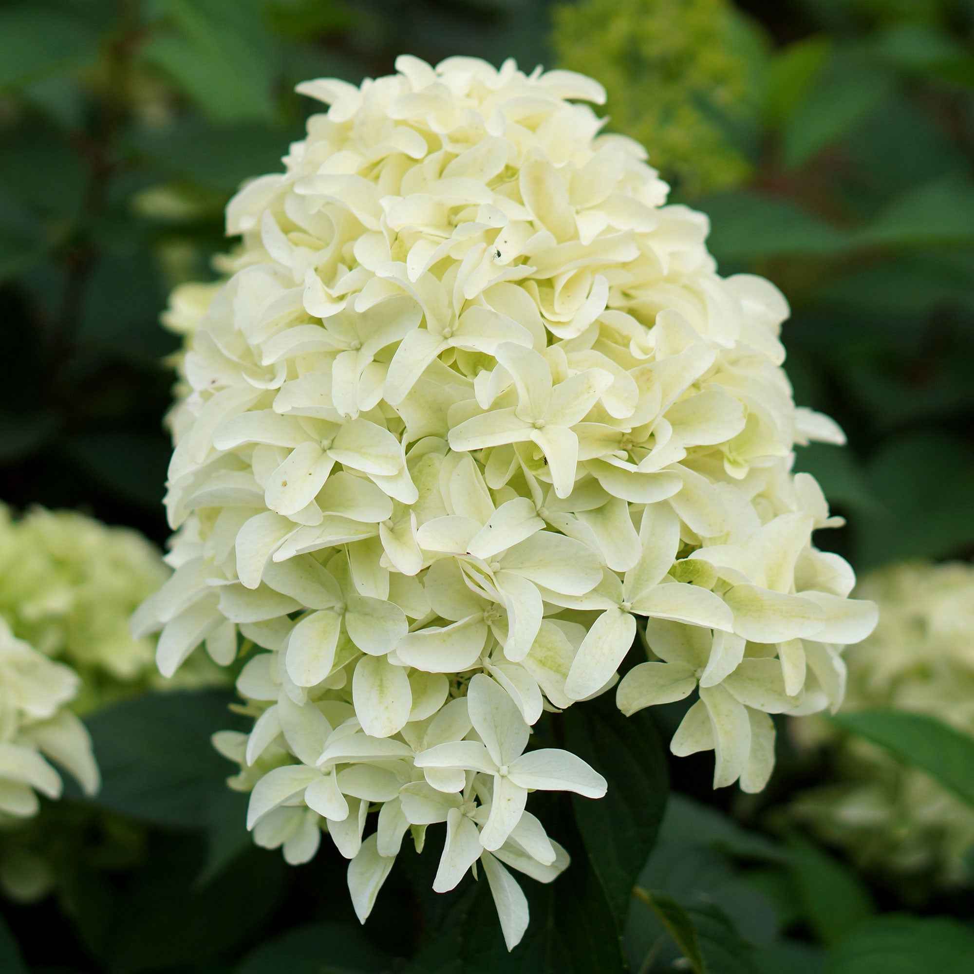 Bakker Skyfall hortensia paniculata pot 1,2L fleurs blanches