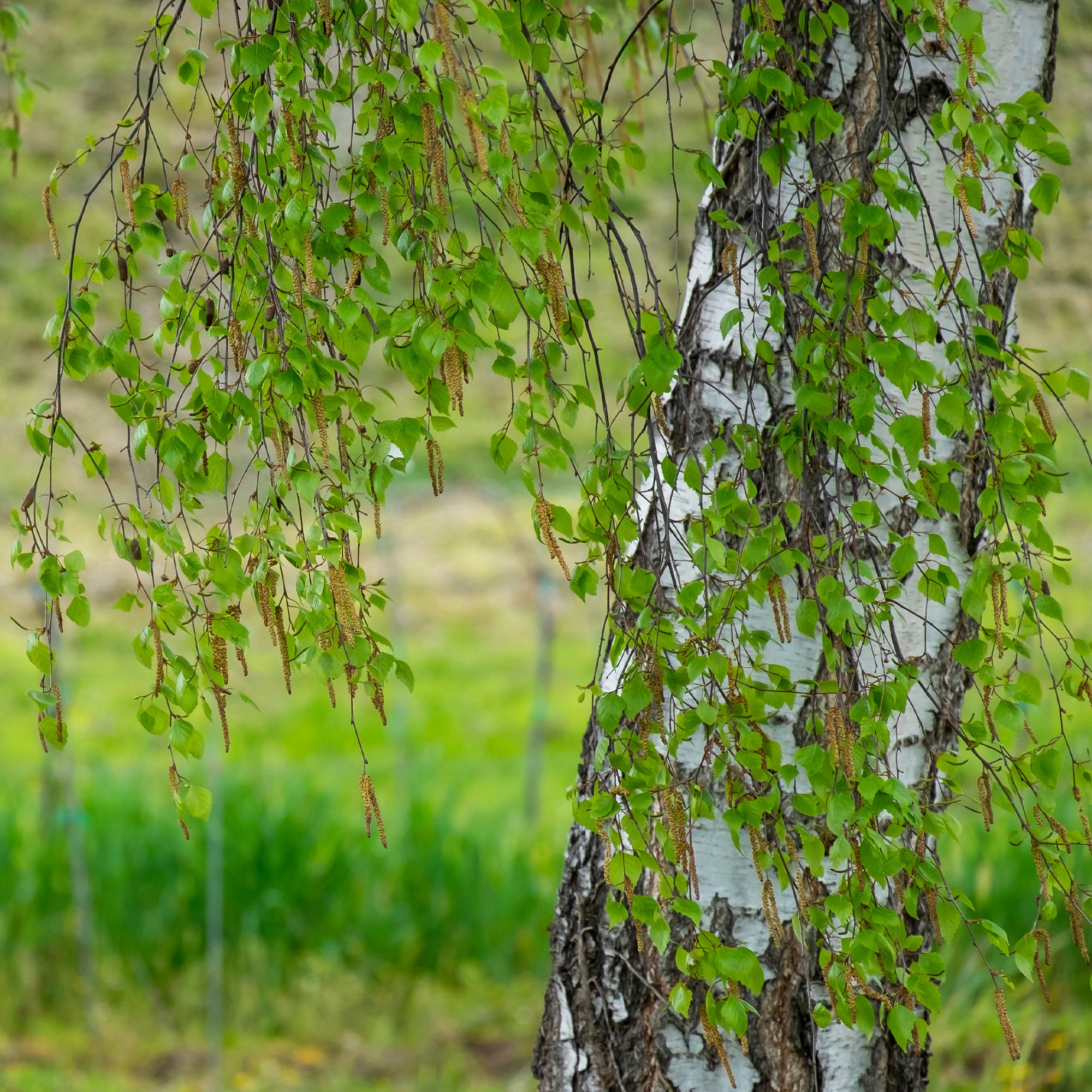 Bakker Bouleau commun arbre pot 2L 80-100cm écorce blanche