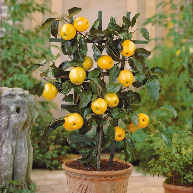 Bakker Fruitiers Mini pommier Golden Yellow Spur 1,5 L