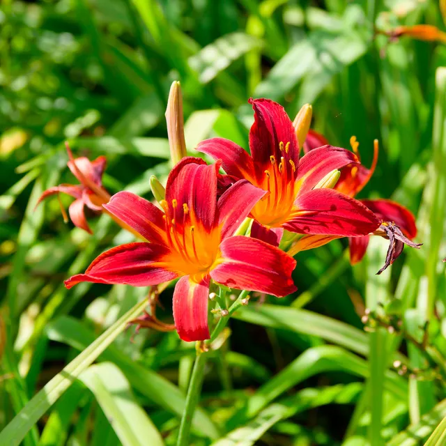 Bakker Hémérocalle Crimson Pirate vivace pot Ø 9cm rouge