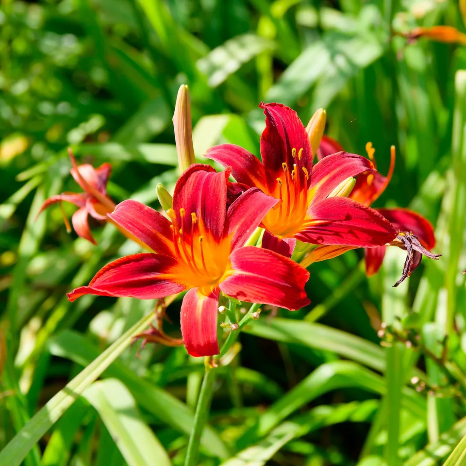 Bakker Hémérocalle Crimson Pirate vivace pot Ø 9cm rouge