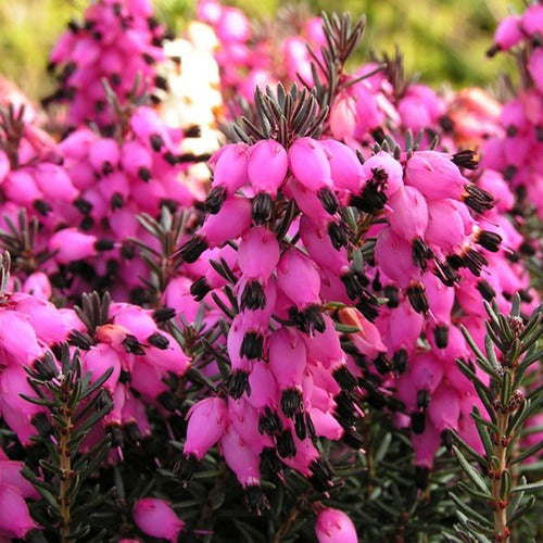 Bakker Lucie bruyère d'hiver plante pot 1L rose