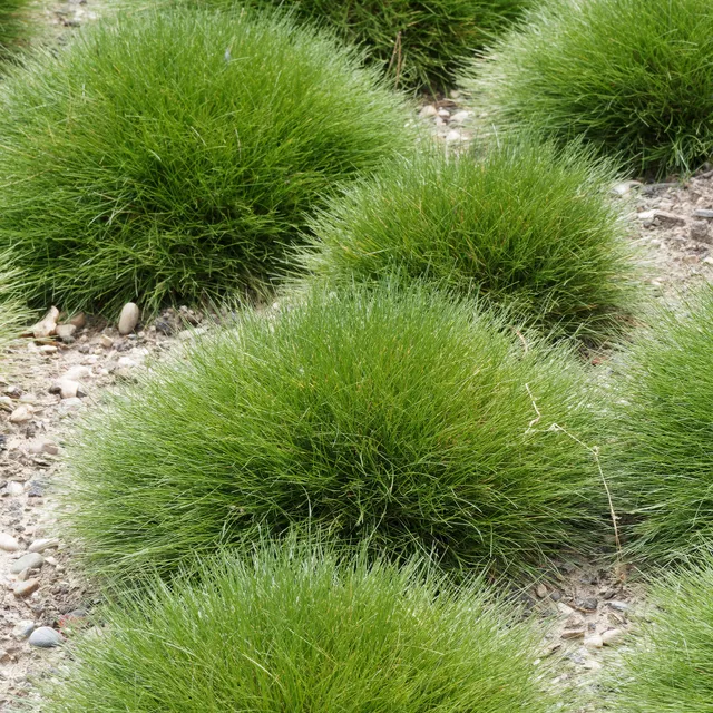 Bakker Fétuque crin d'ours graminée pot 9cm persistante