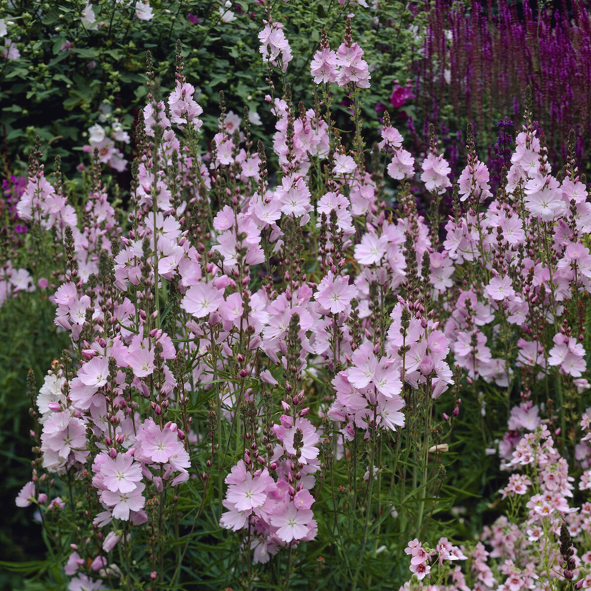 Bakker Sidalcea Elsie Heugh vivace pot 9cm rose