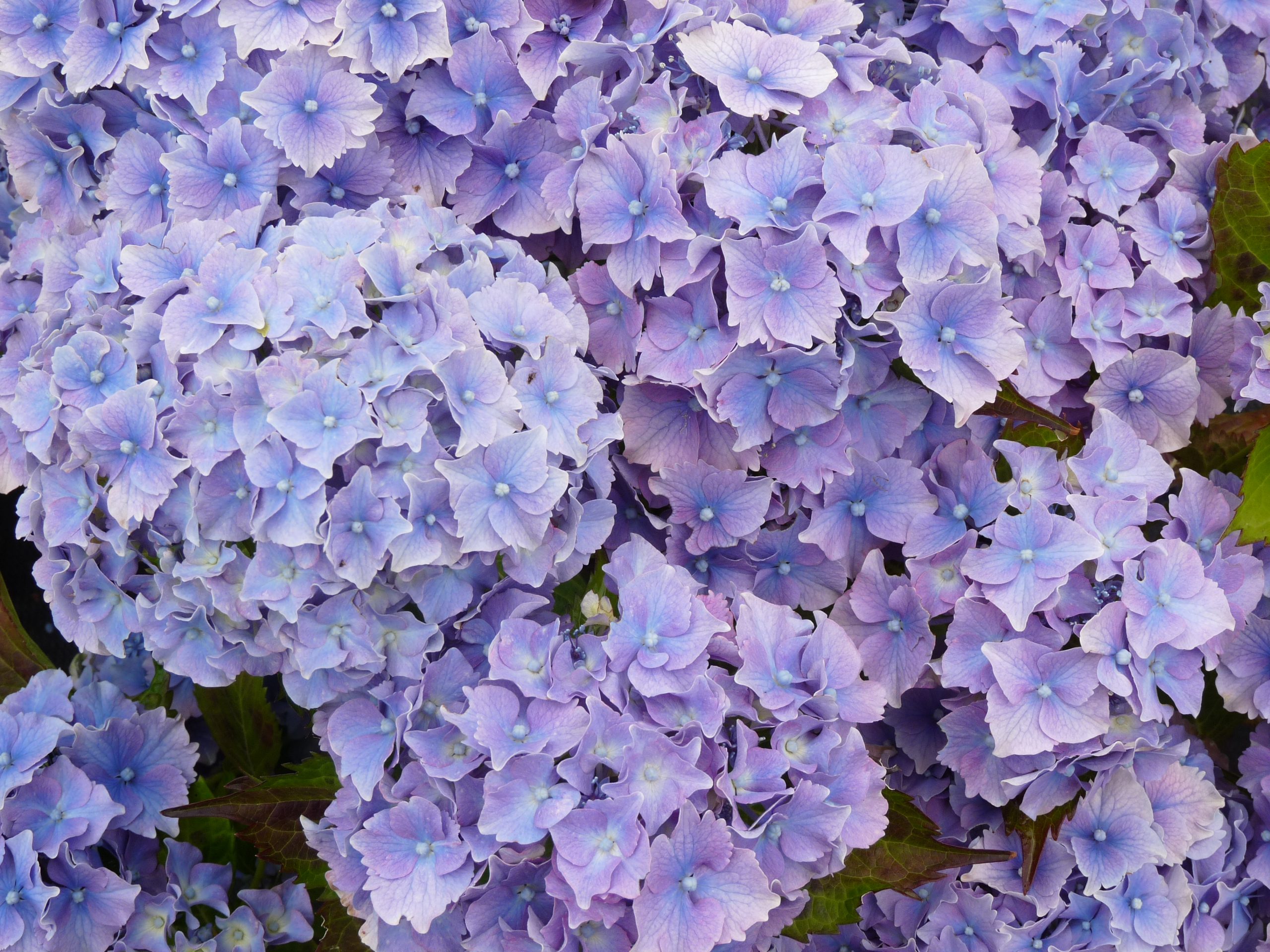 Les Hortensias du Haut Bois Lancelot hortensia rond rose
