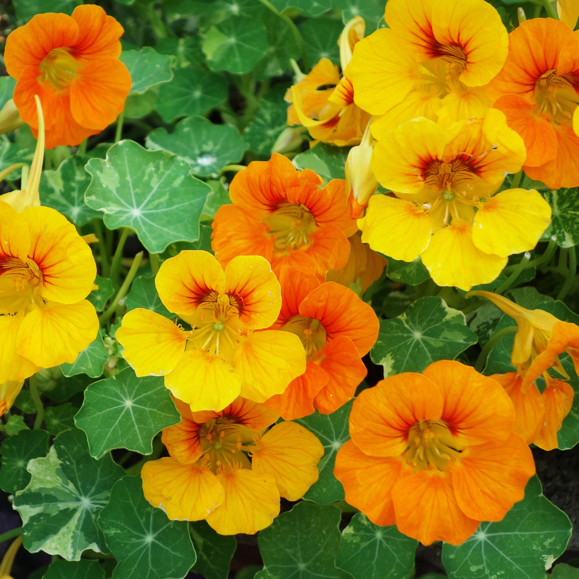 Bakker Capucine grande fleur simple mélange bio 2,5g