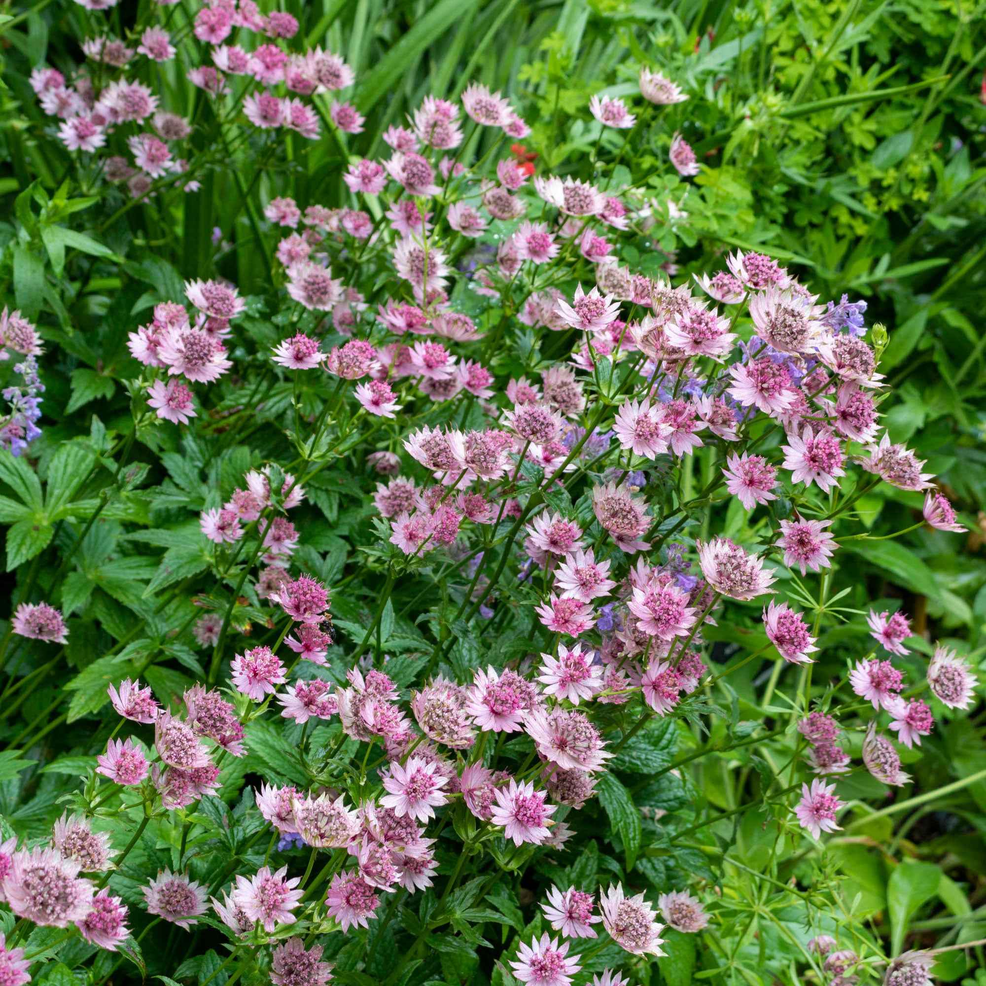 Bakker Plantes vivaces Astrance Roma pot 9cm rose longue floraison