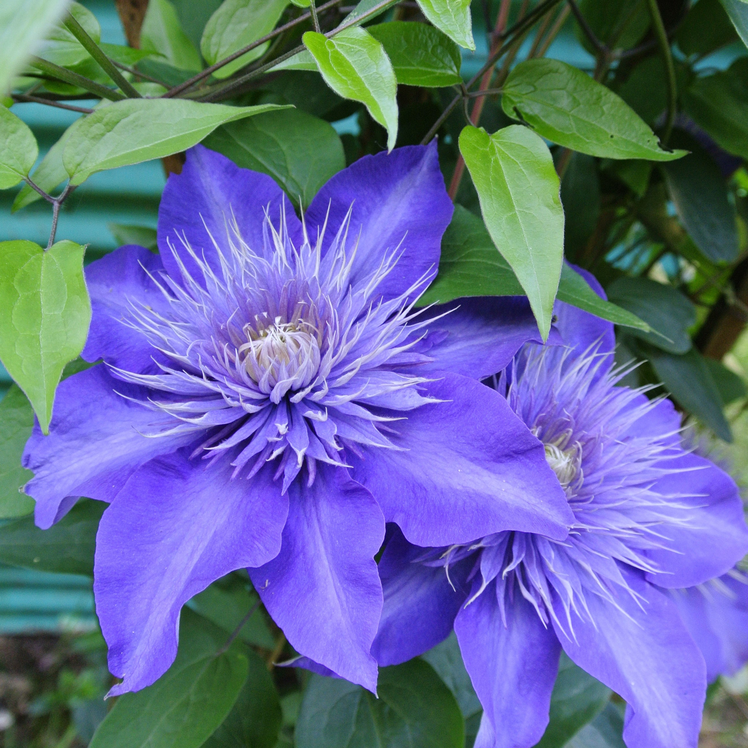 Bakker Multi Blue Clématite grimpante pot 2L fleurs bleues