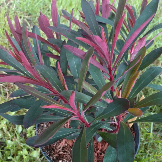 Passion Vivaces Euphorbia Miners Merlot euphorbe pot 1 L pourpre