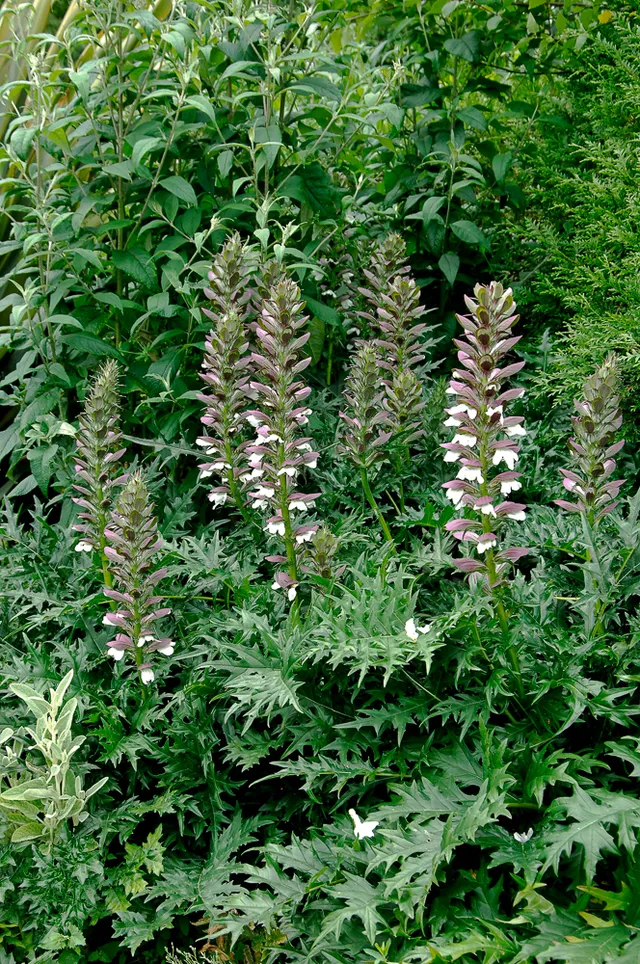 Passion Vivaces Acanthus spinosus acanthe épineuse godet