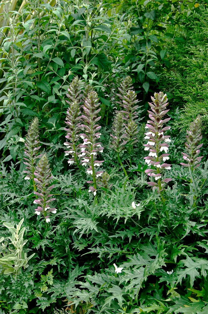 Passion Vivaces Acanthus spinosus acanthe épineuse godet