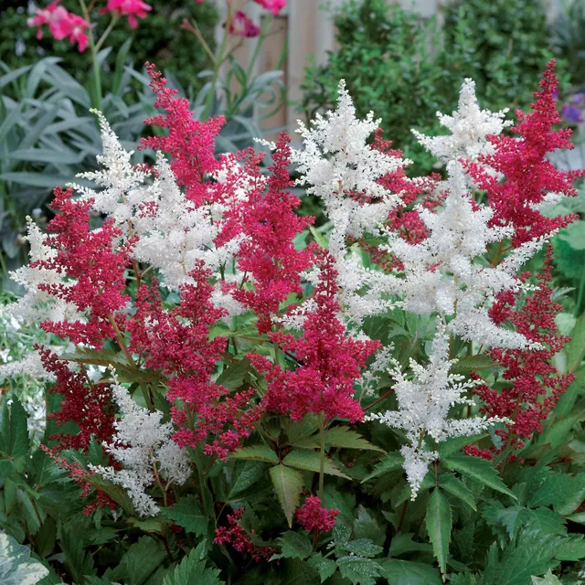 Bakker Astilbe plante vivace lot 2 racines nues mélange