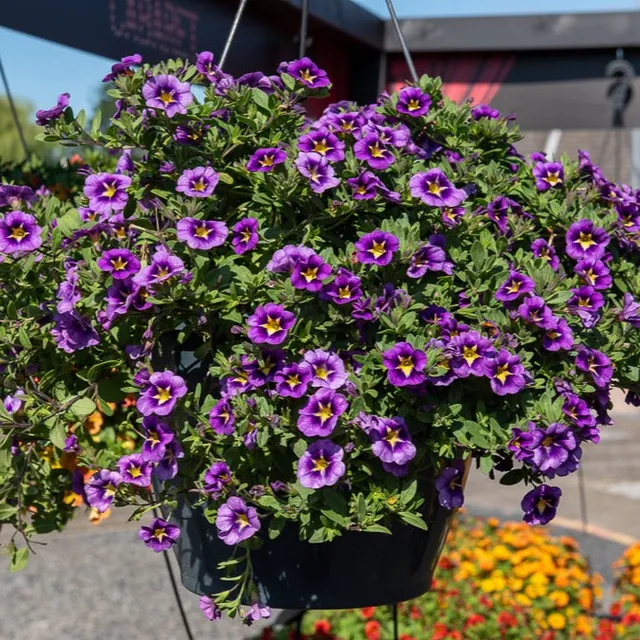 Bakker Bumble Bee Mini-pétunia retombant 3 pots Ø10.5cm violet