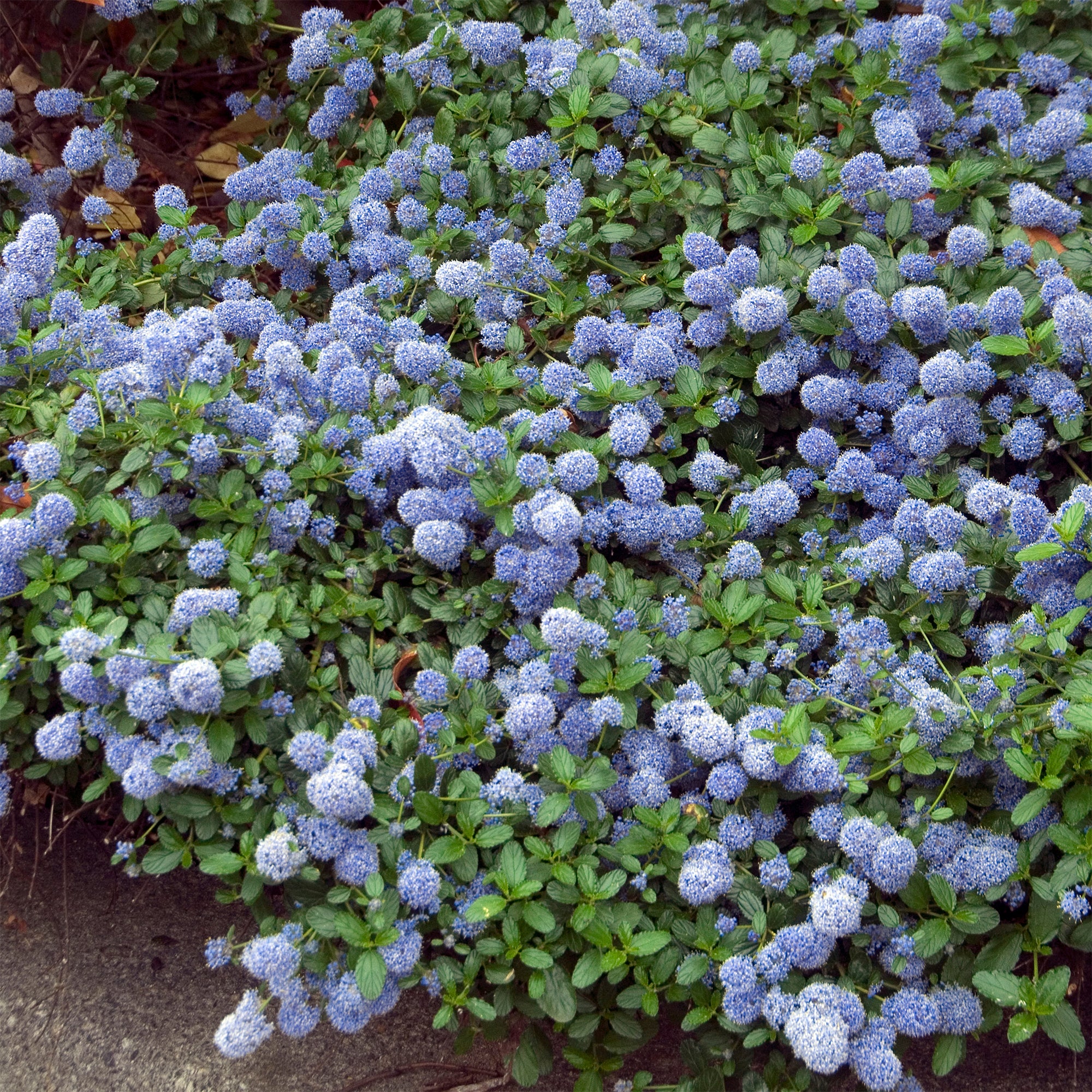 Bakker Céanothe repens arbuste couvre-sol pot 2L bleu