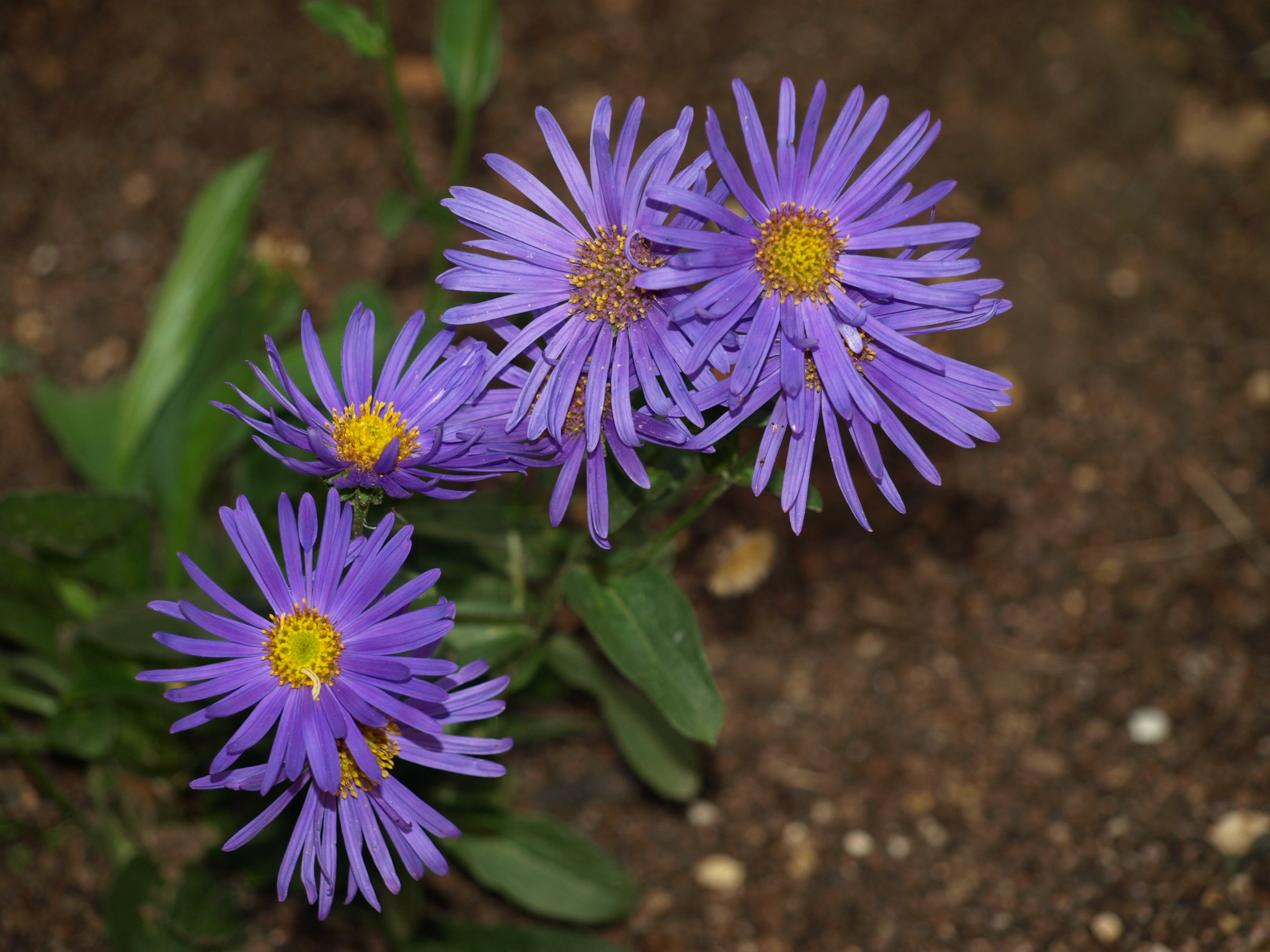 Aster Blue King plante vivace godet grandes fleurs bleues