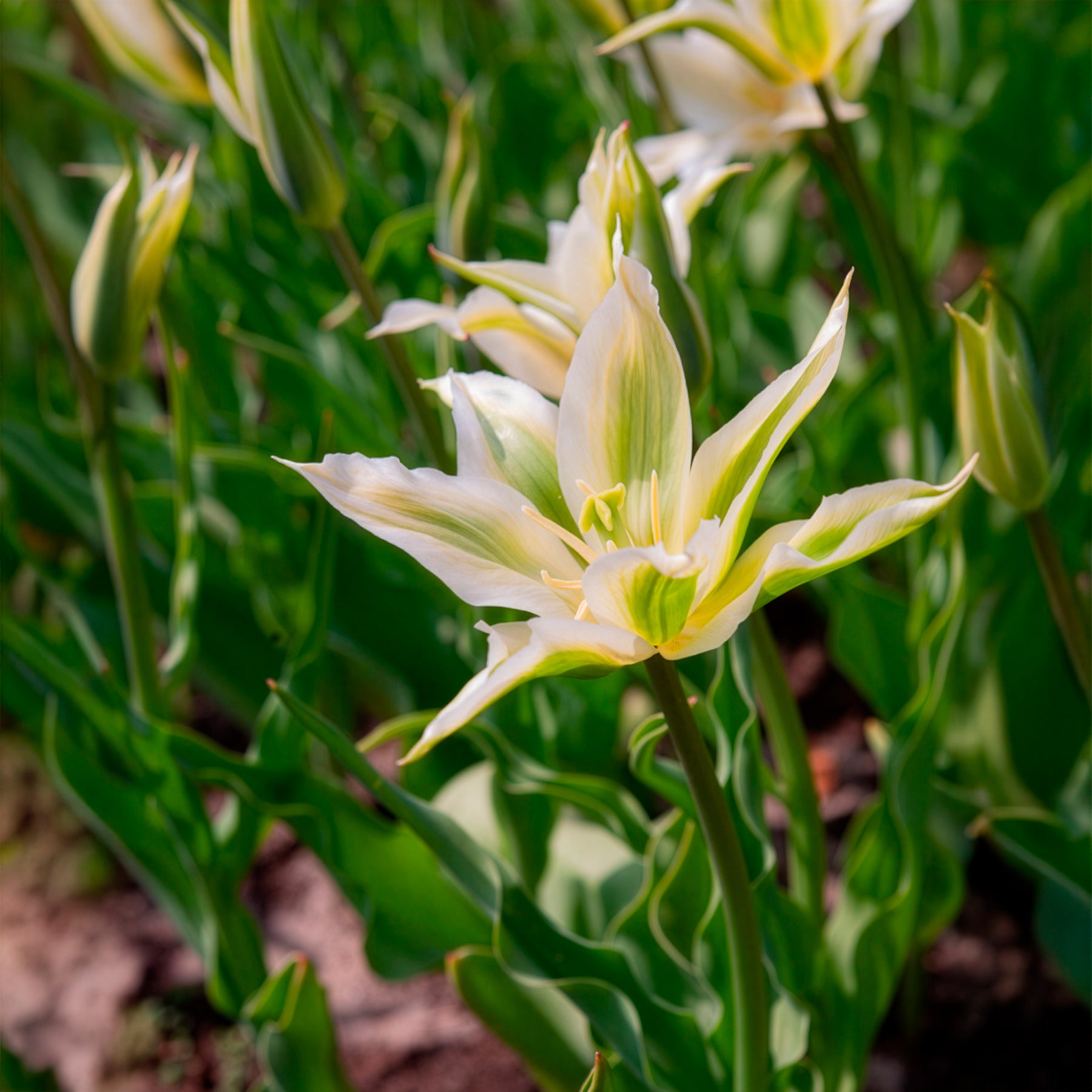 Bakker Bulbes à fleurs Tulipe Greenstar bulbe fleur blanche 10 bulbes