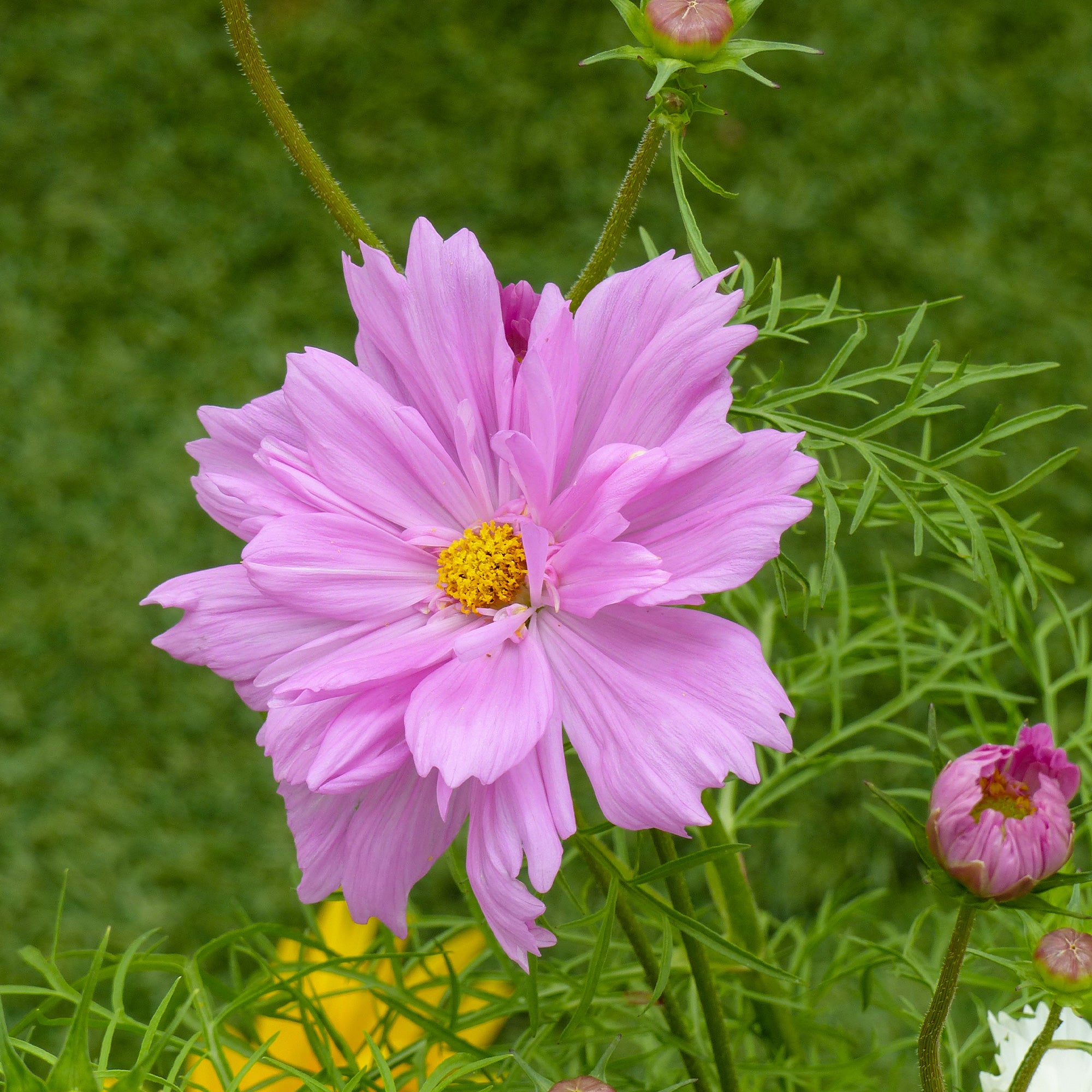Bakker Cosmos Double Dutch Rose graines 1g rose