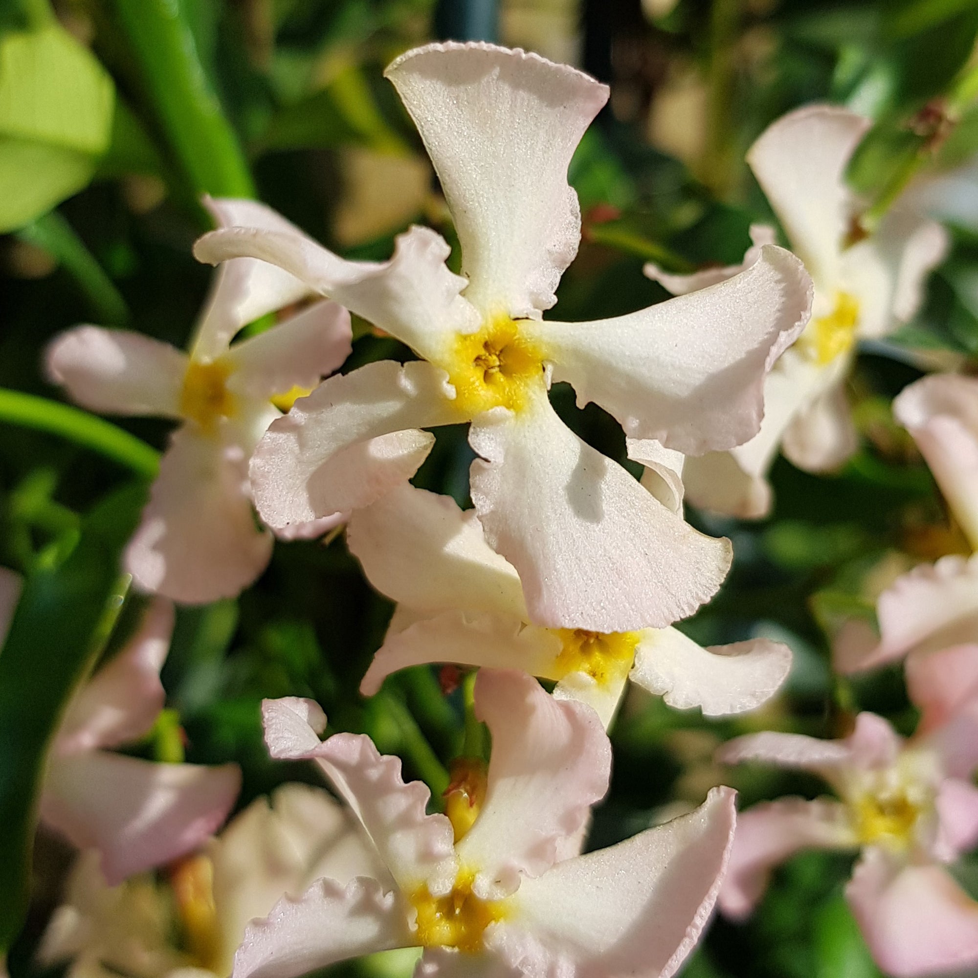 Bakker Jasmin étoilé Pink Showers plante grimpante pot 2L rose