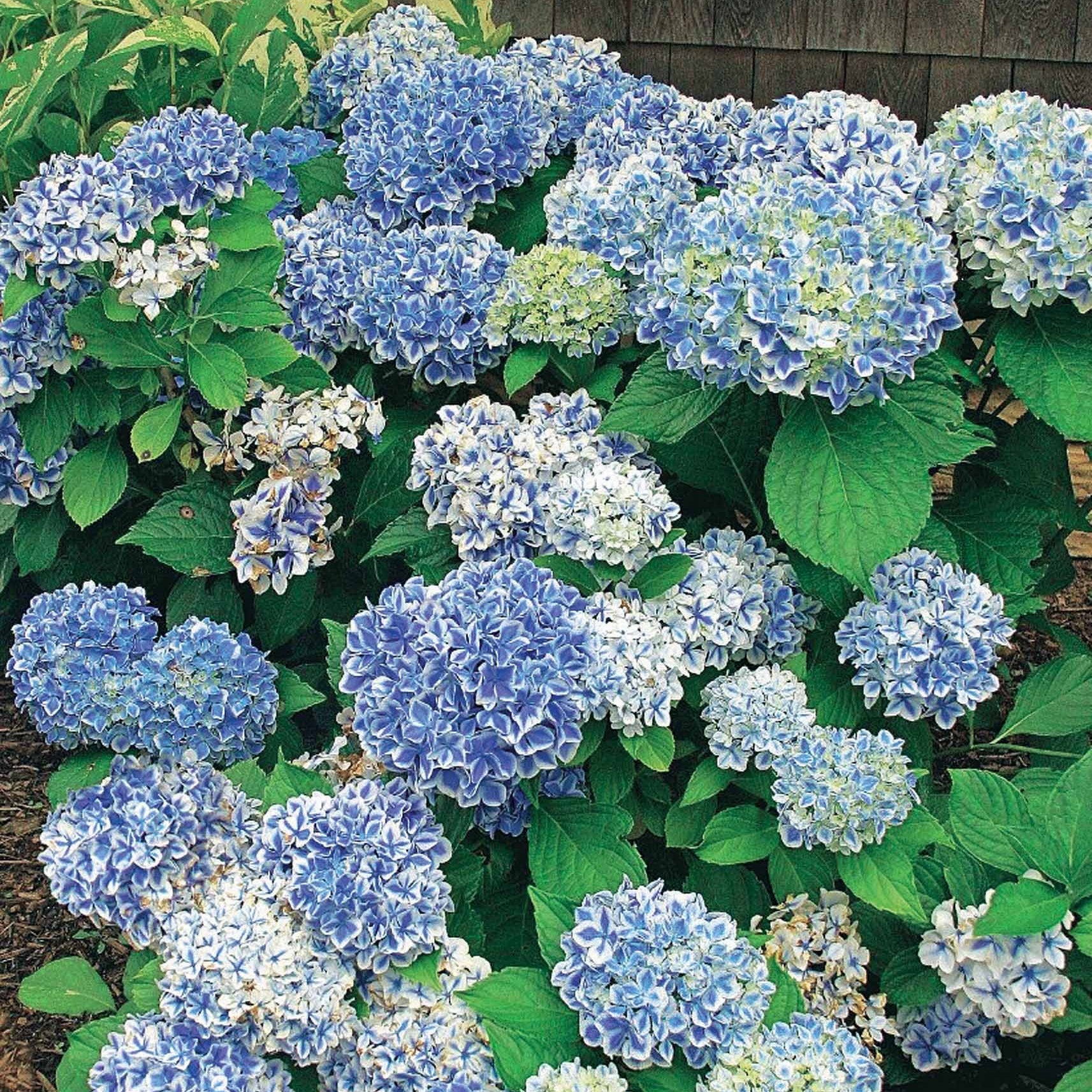 Bakker Hortensia Peppermint bicolore pot 1,3 L