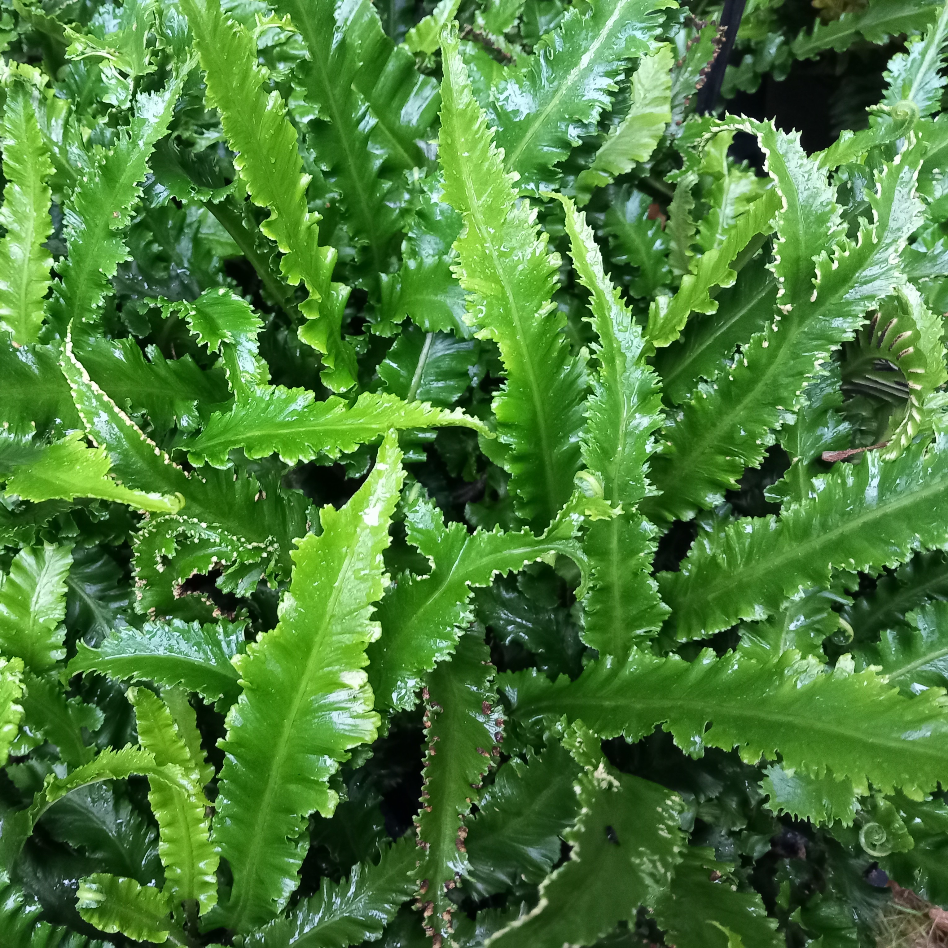 Passion Vivaces Asplenium scolopendrium Angustifolia fougère persistante