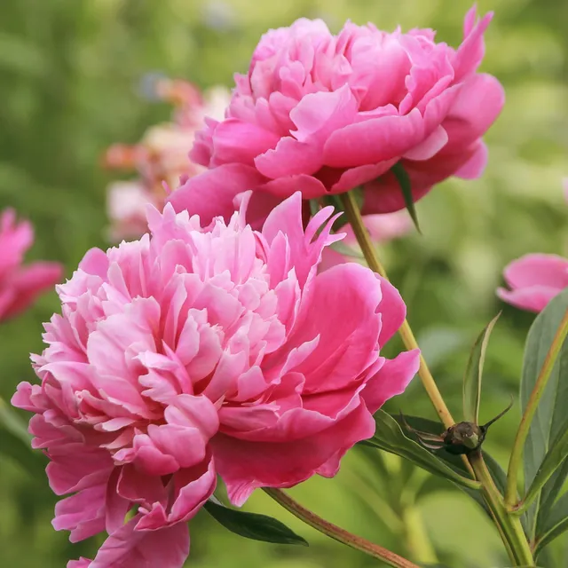 Bakker Pivoine rose Sarah Bernhardt vivace racine nue fleur double