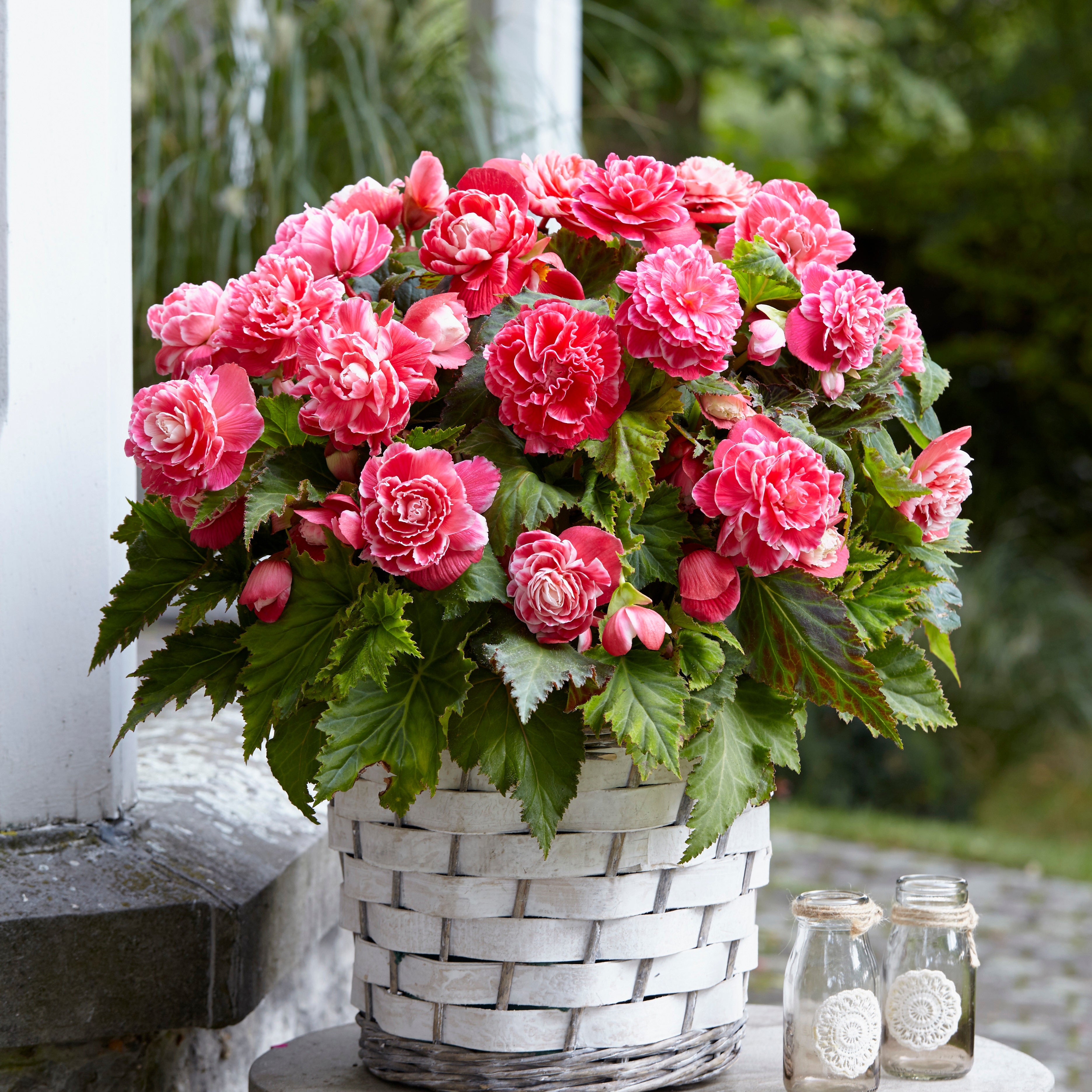 Bakker Begonia Camelia bulbe sachet 5 fuchsia