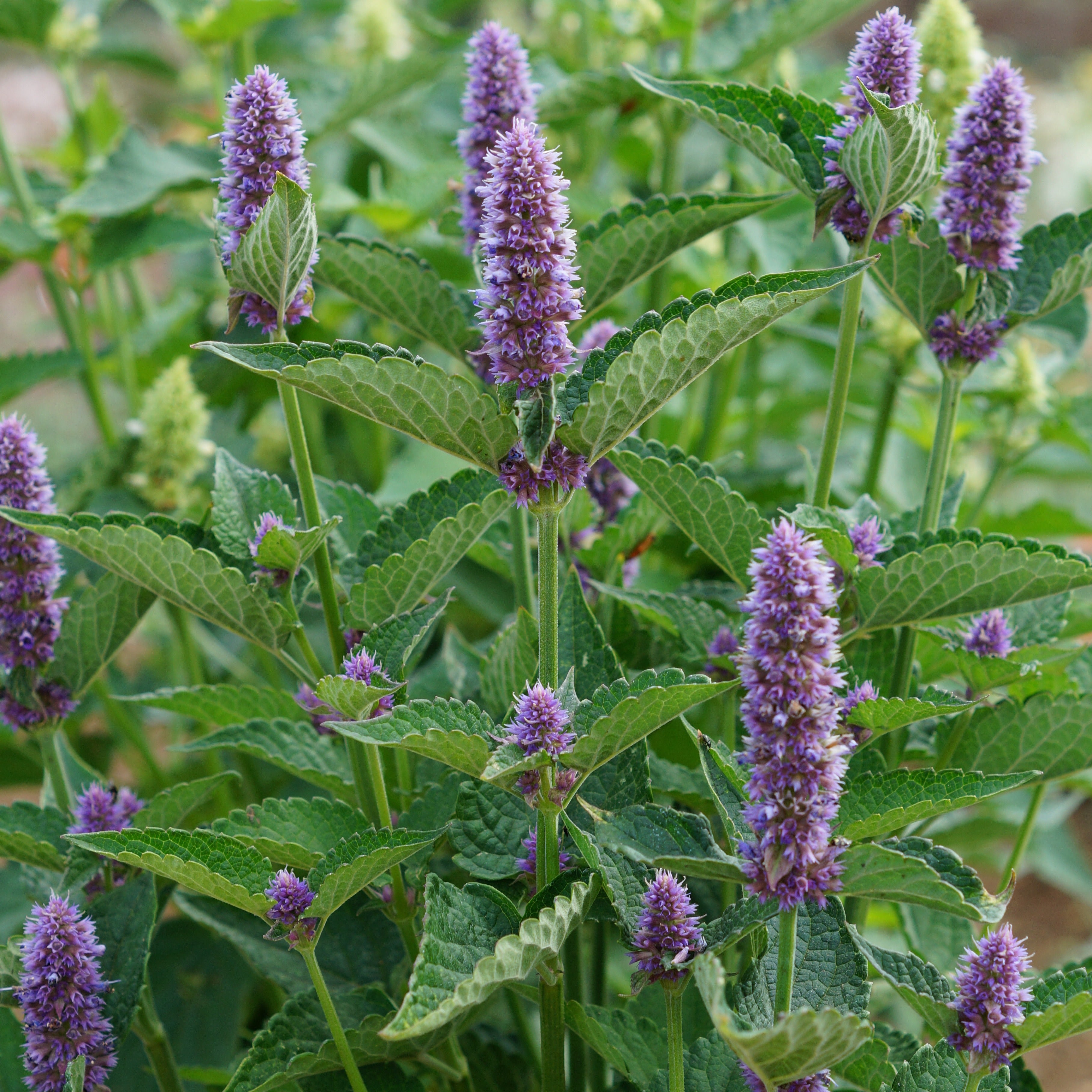 Bakker Plantes vivaces Agastache Black Adder plante lot 3 racines