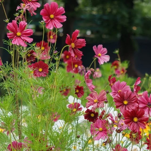 Bakker Cosmos rose fleur annuelle pot Ø 10,5 cm