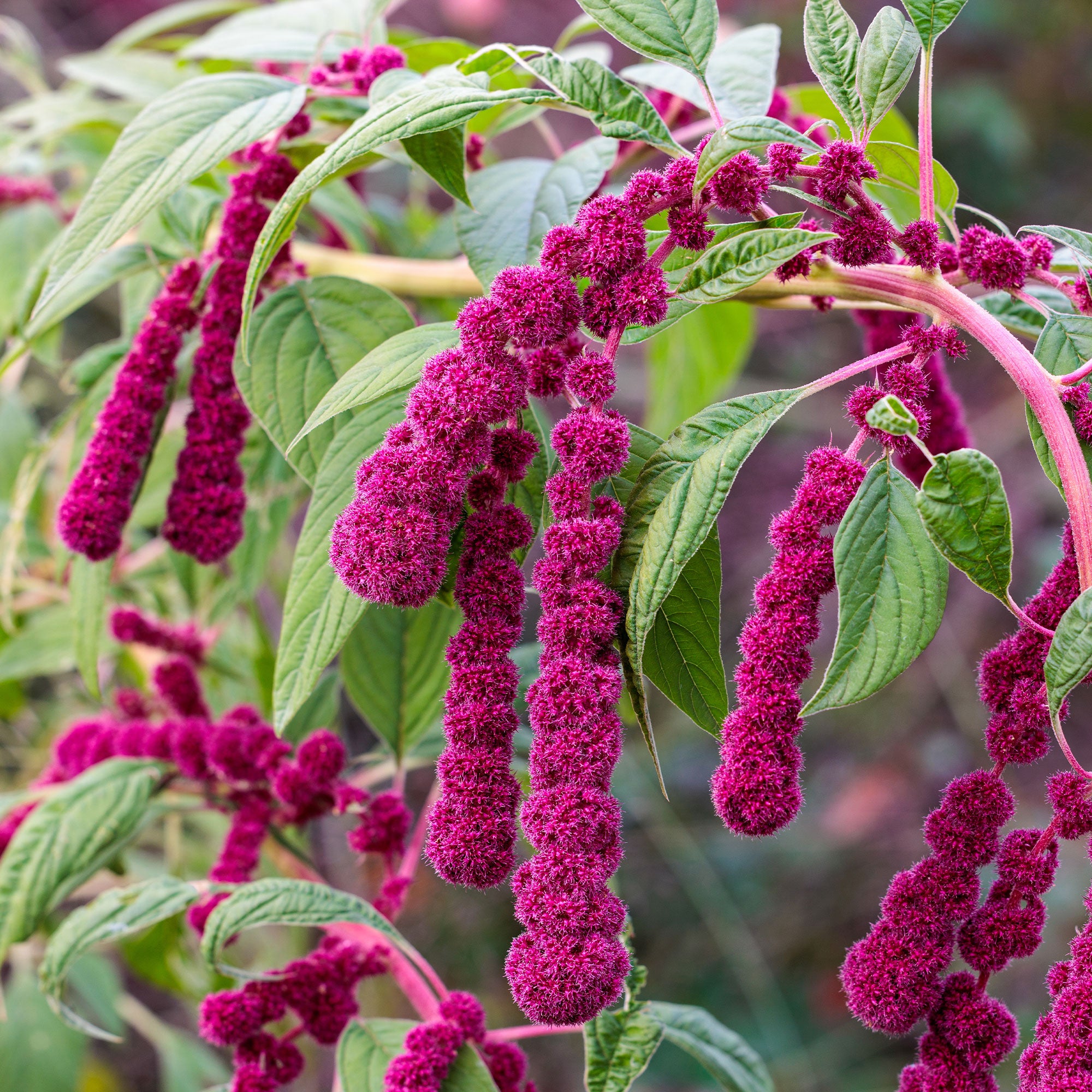 Bakker Amarante Dreadlocks graines sachet fuchsia comestible