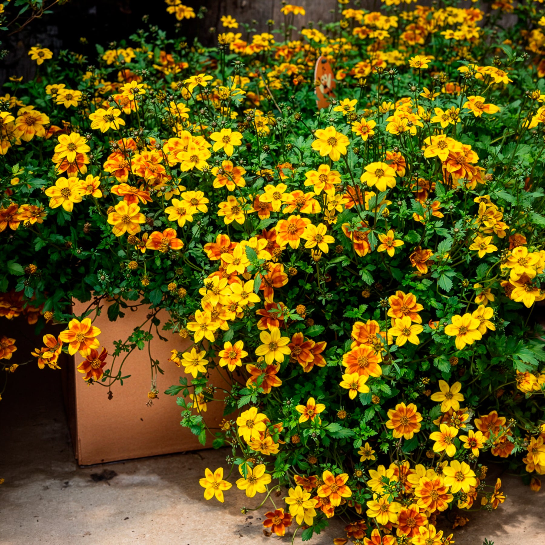 Bakker Bidens rouge orange vivace 3 pots retombante