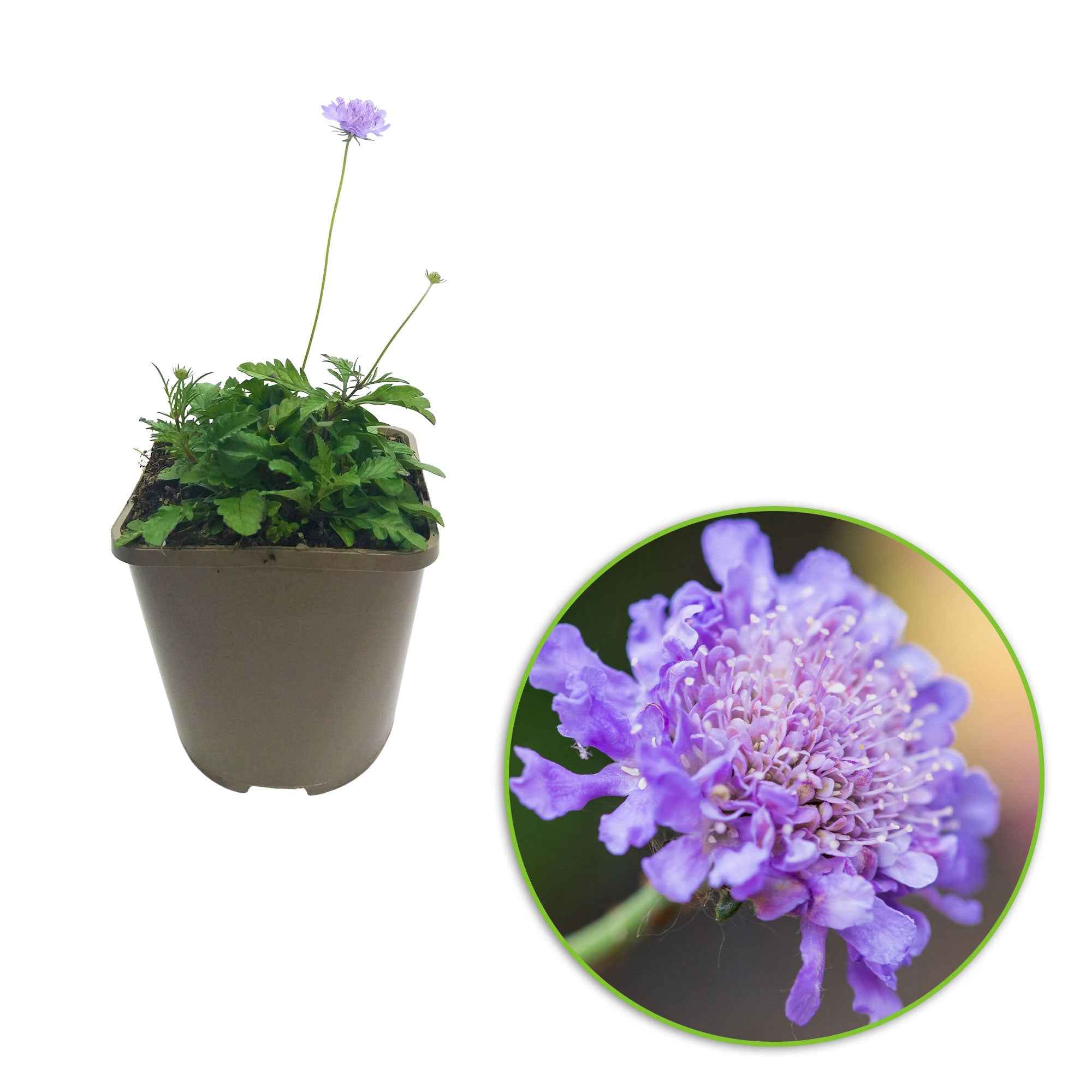 Bakker Vivaces Scabieuse colombaire fleur pot 9cm mellifère