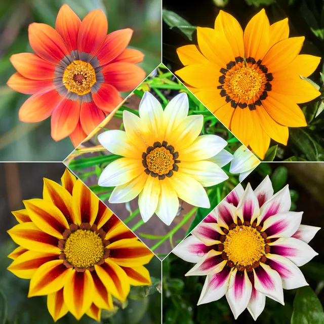 Bakker Gazanias mélange plante vivace 3 pots Ø 10,5 cm soleil
