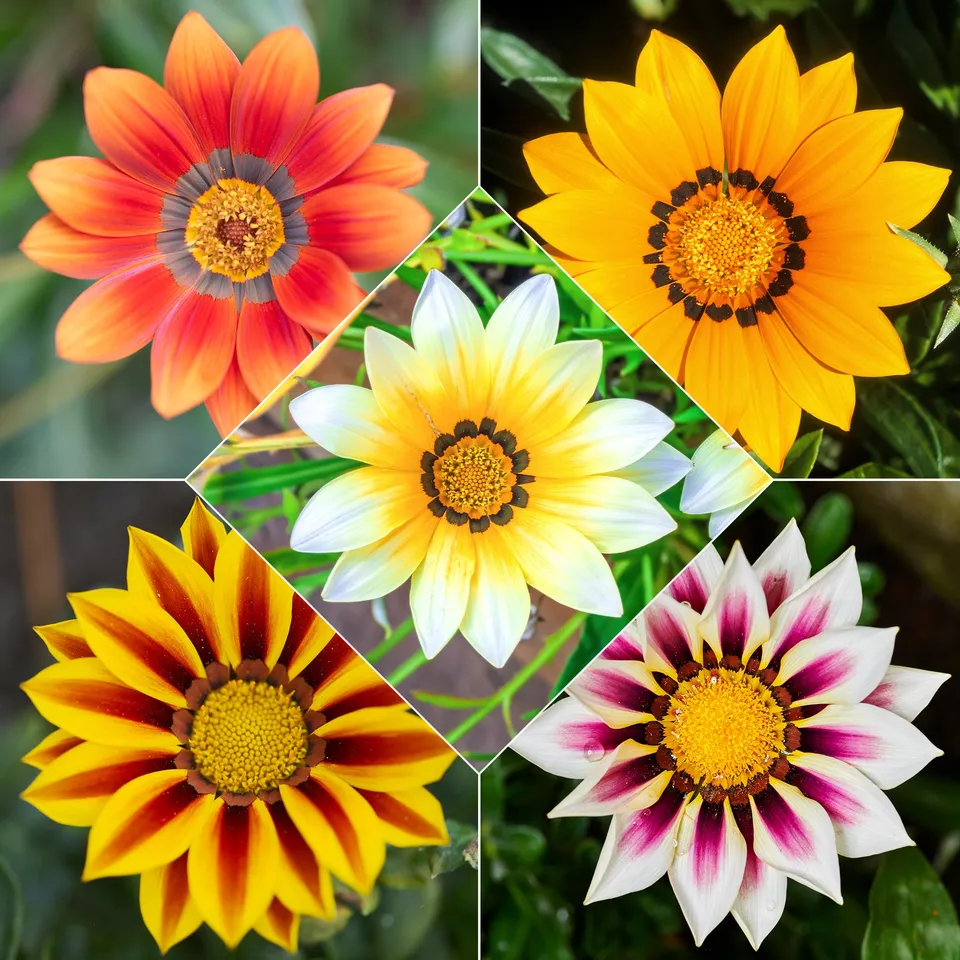 Bakker Gazanias mélange plante vivace 3 pots Ø 10,5 cm soleil
