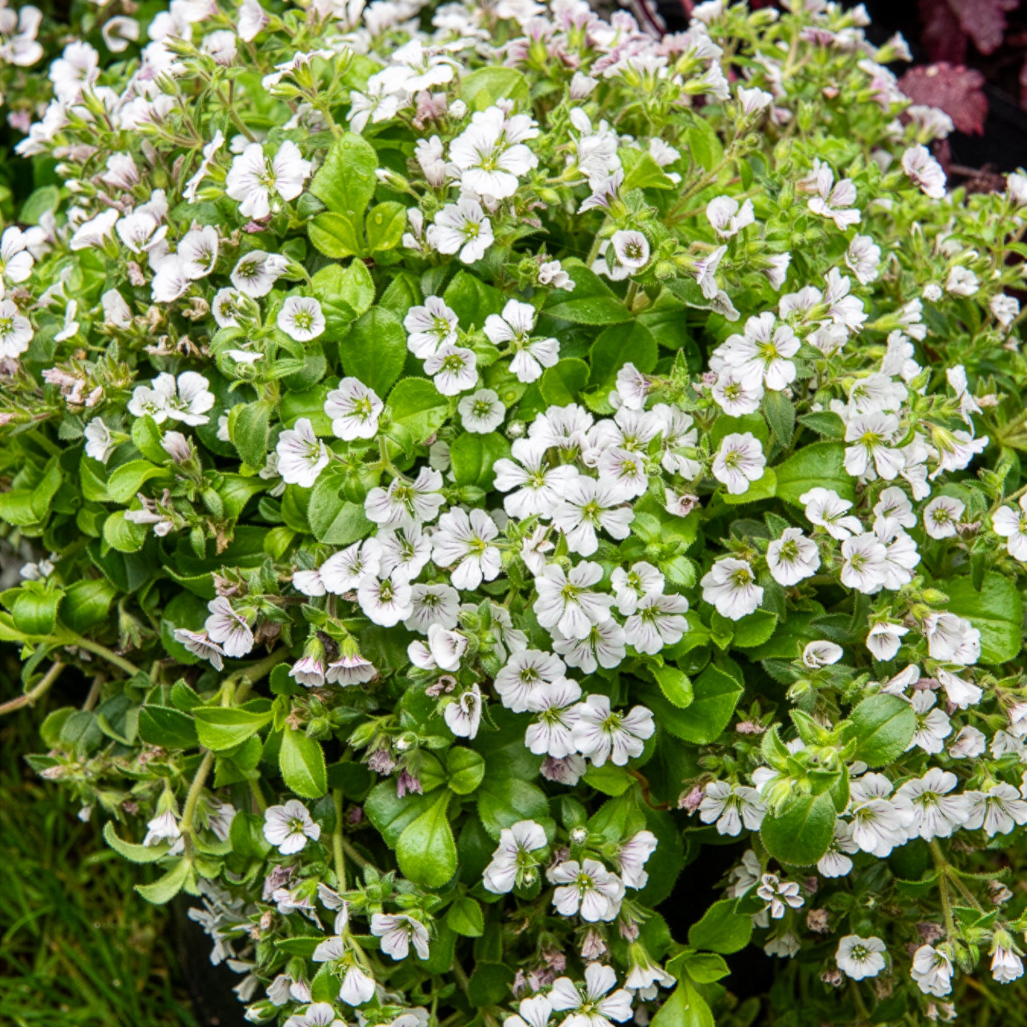Bakker Gypsophile en coussin vivace pot 9cm fleur blanche